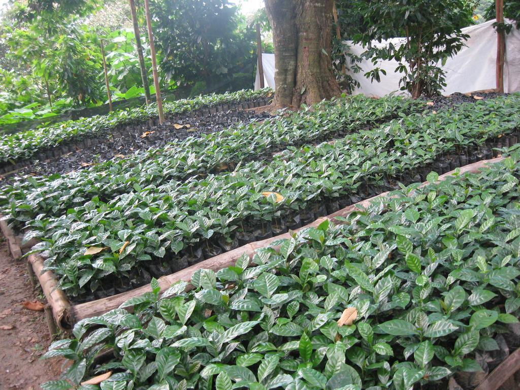 Finca San Rafael - Cafe Y Cacao ミンカ エクステリア 写真