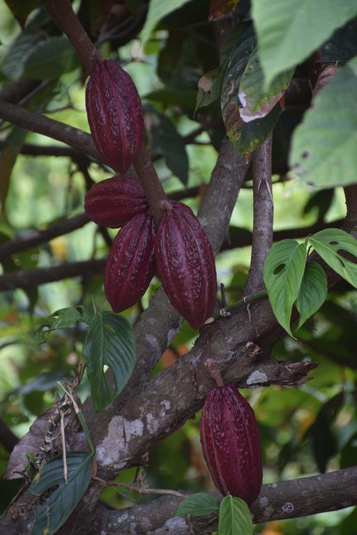 Finca San Rafael - Cafe Y Cacao ミンカ エクステリア 写真