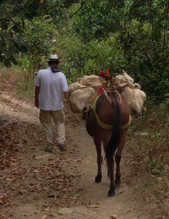 Finca San Rafael - Cafe Y Cacao ミンカ エクステリア 写真