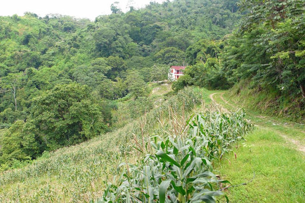Finca San Rafael - Cafe Y Cacao ミンカ エクステリア 写真