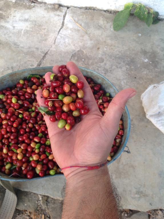 Finca San Rafael - Cafe Y Cacao ミンカ エクステリア 写真
